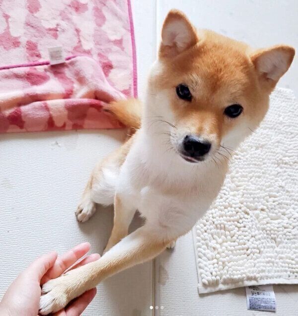 オテをするあまちゃん