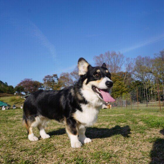 ドッグランで遊ぶウェルシュ・コーギー・ペンブローク