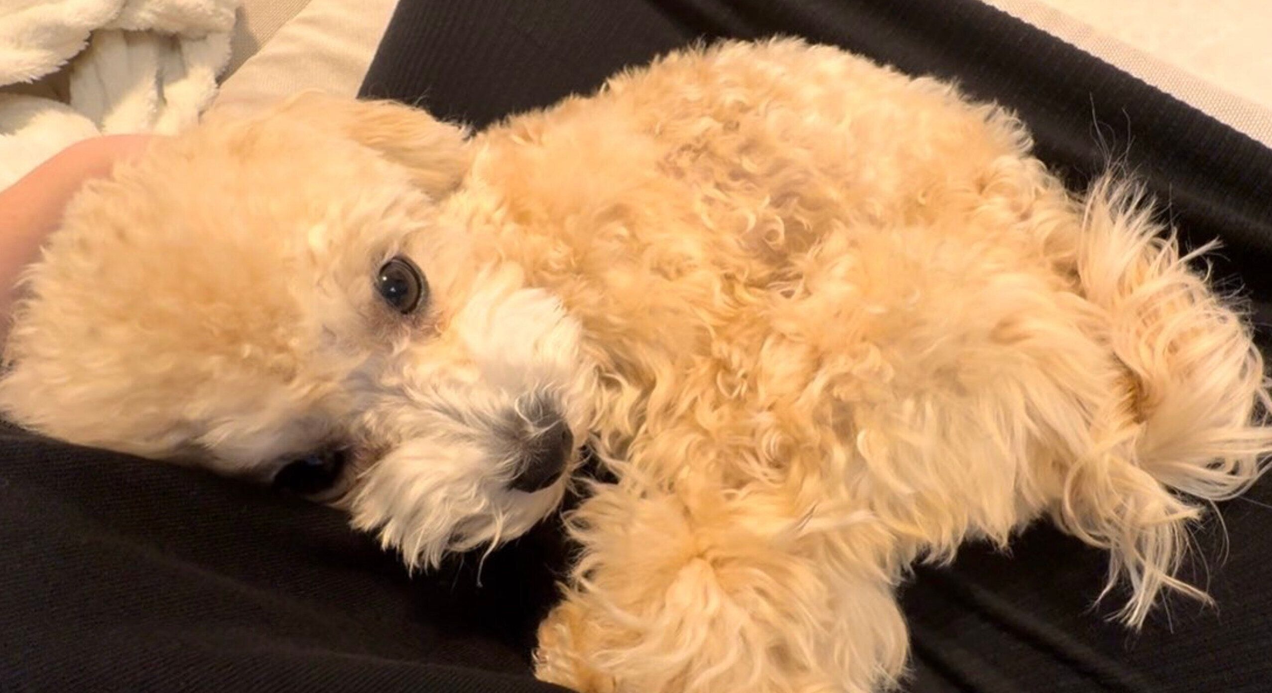 膝の上で甘えるボサノヴァちゃん