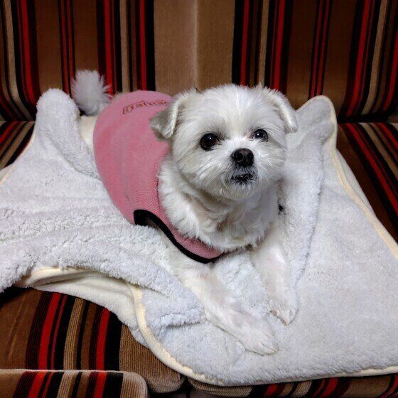 Ｍｉｘ（雑種）小型犬　今日もお気に入り