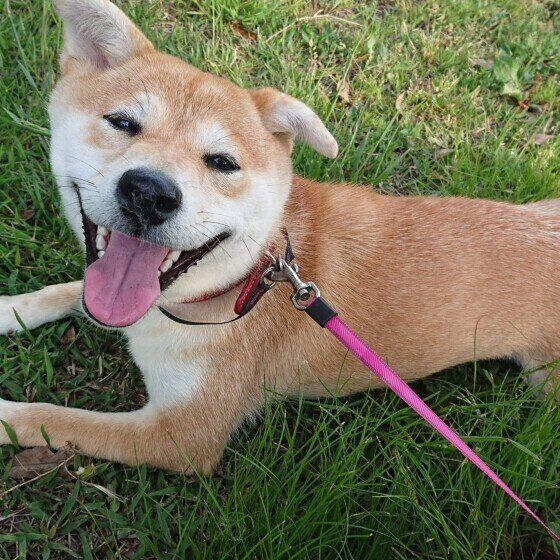 すずちゃん（柴）