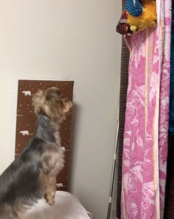 おもちゃを見つめるヨークシャー・テリア