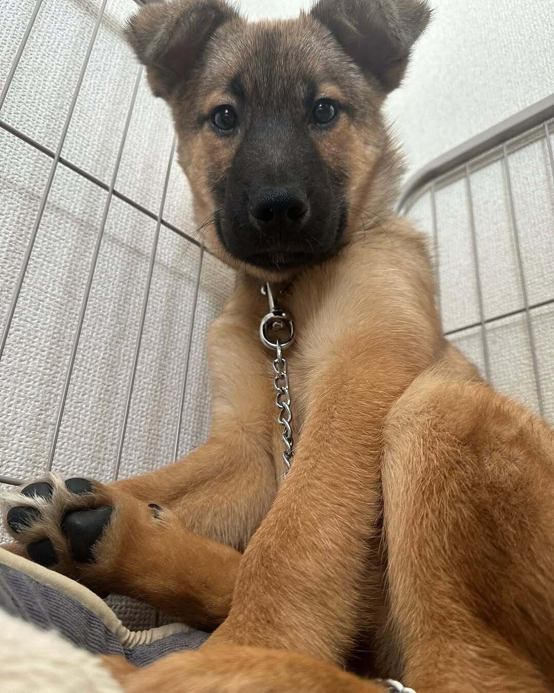 飼い主さん宅にやって来た頃のゴンくん