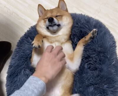 豆柴　ころくん