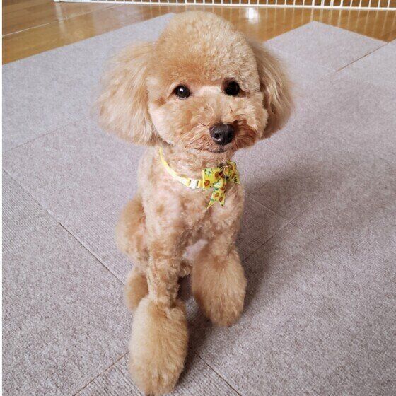 犬のキシリトール中毒とは？ キシリトールの誤食で起こる症状と対処法 いぬのきもち