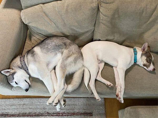 くっついて眠るバロンくんとシエルちゃん