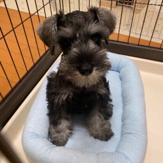 オスワリするミニチュア・シュナウザー