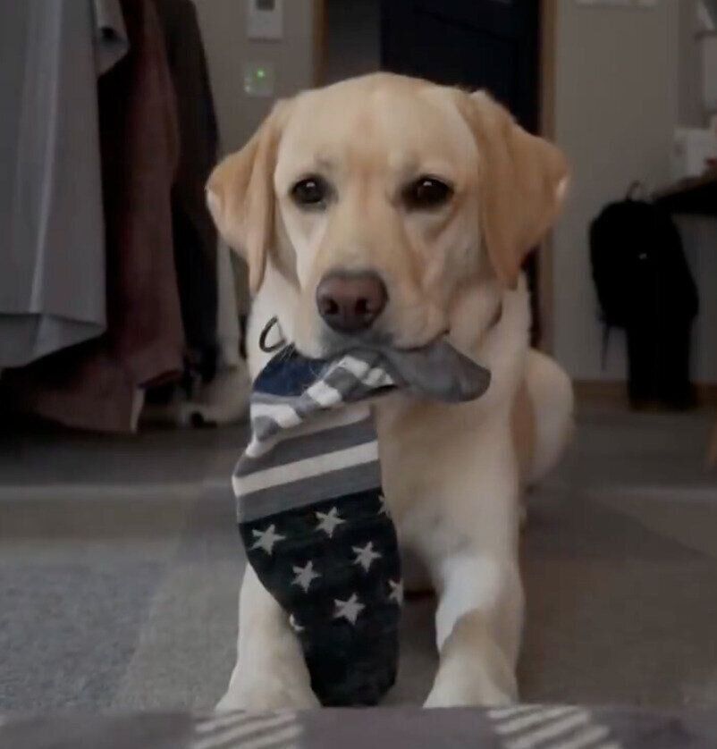 靴下をくわえながら飼い主さんを起こすぼんちゃん