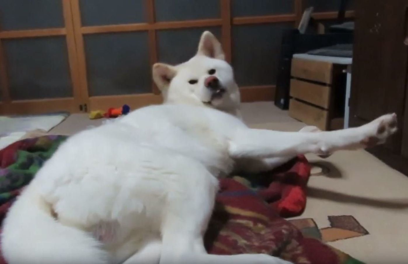 もうここで寝るってば 自分の寝床に戻りたくない秋田犬がついに いぬのきもちweb Magazine もうここで寝るってば 自分の寝床に戻りたくない秋田犬がついに いぬのきもちweb Magazine