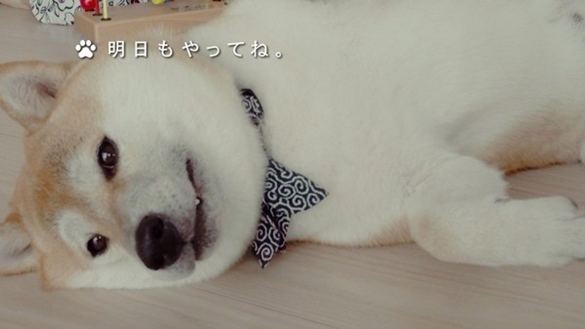 いぬのきもちcm 極楽だなあ 篇 いぬのきもちweb Magazine いぬのきもちcm 極楽だなあ 篇 いぬのきもちweb Magazine