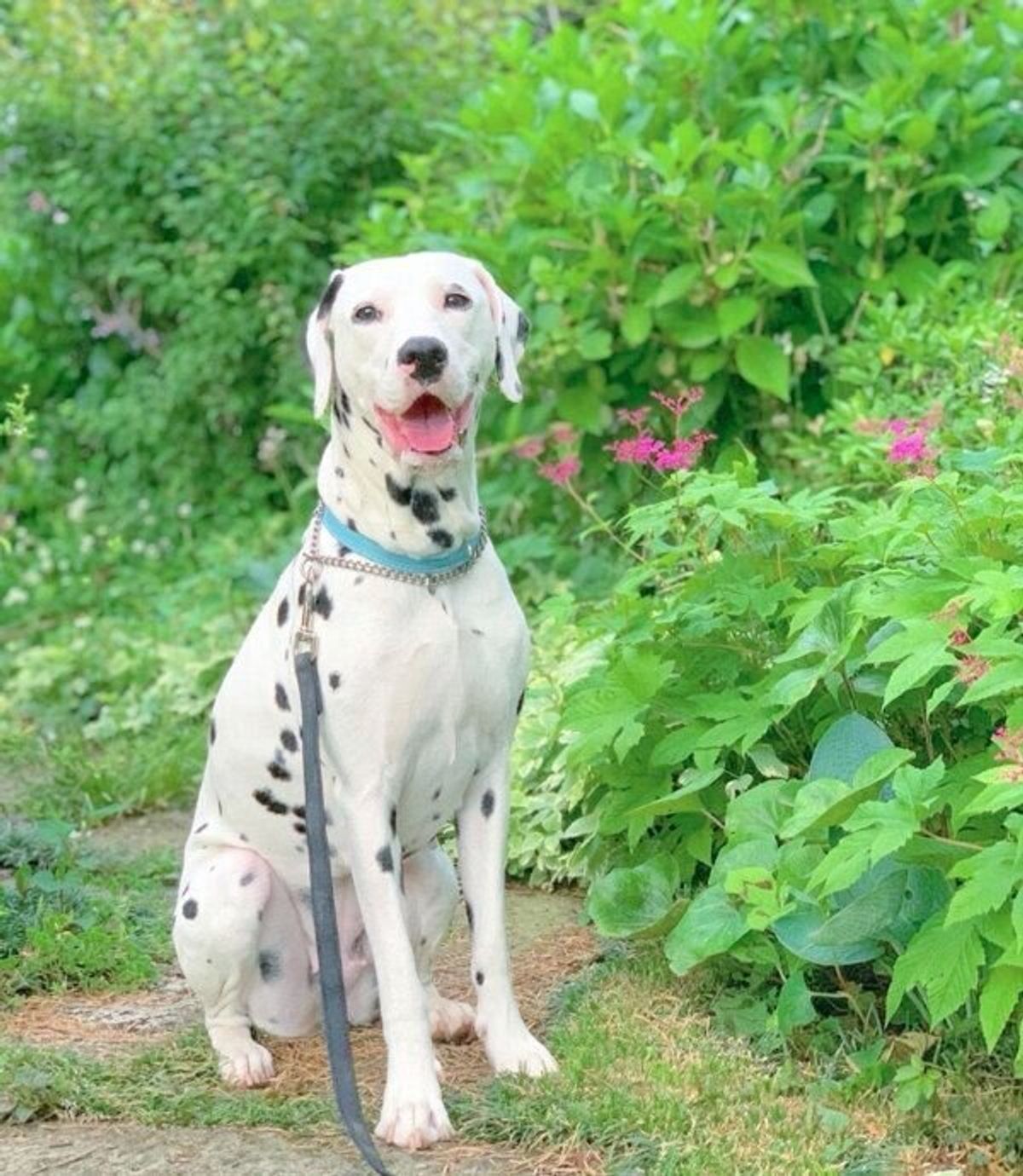 眠そうな表情が可愛いダルメシアンの子犬 1才になり 大人のワンコ に成長した姿にグッとくる いぬのきもちweb Magazine 眠そうな表情が可愛いダルメシアンの子犬 1才になり 大人のワンコ に成長した姿にグッとくる いぬのきもちweb Magazine