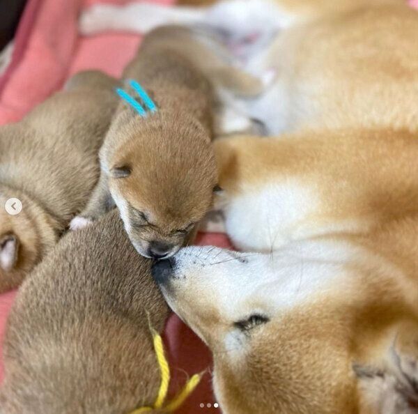 まったりするrinちゃんと子犬たち