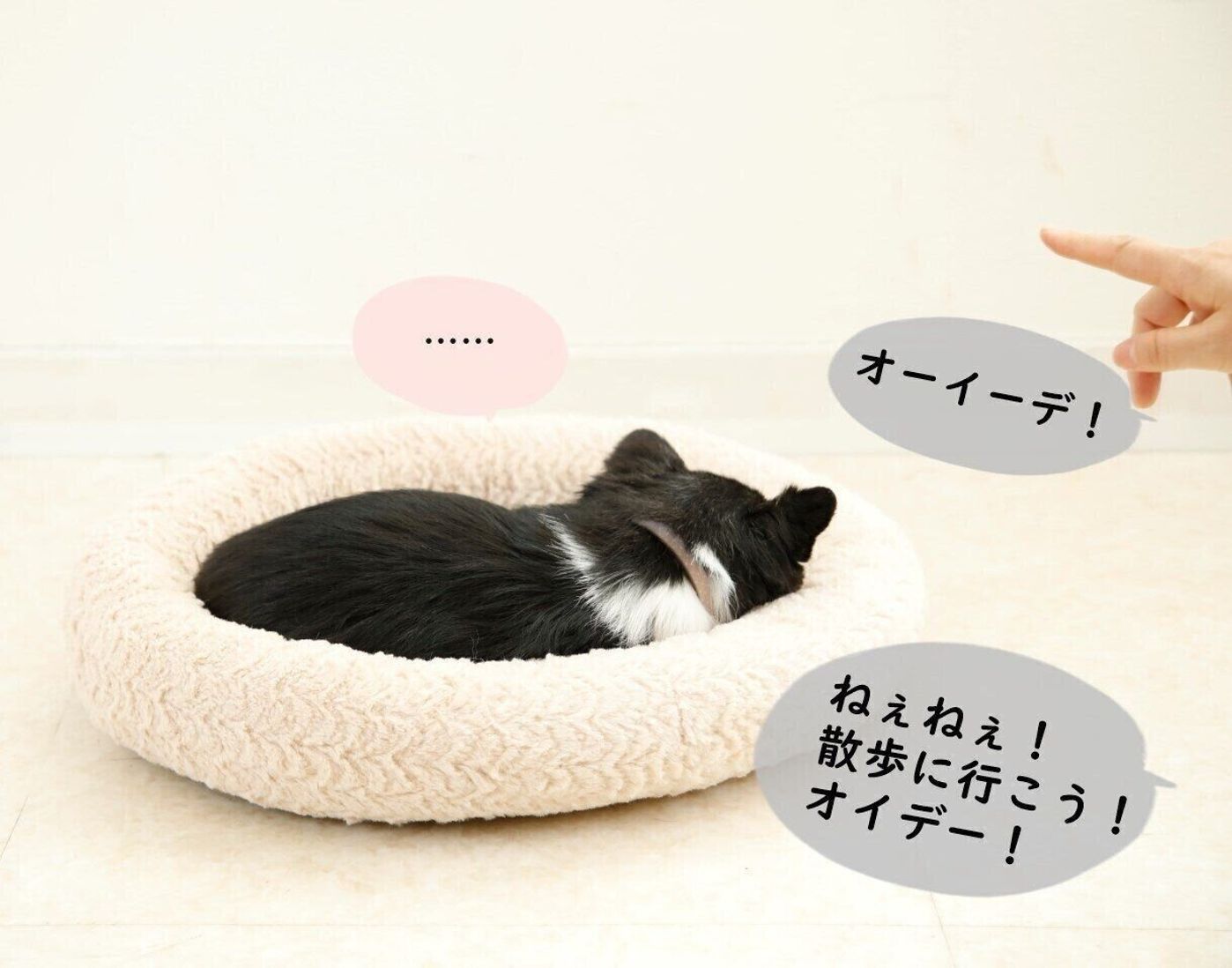 なぜ噛むの どうしてそそうするの 犬の本音を探ってみた いぬのきもちweb Magazine なぜ噛むの どうしてそそうするの 犬の本音を探ってみた いぬのきもちweb Magazine