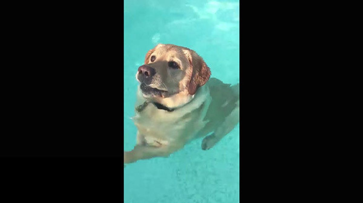 犬動画 プールで必死に犬かきするワンコ あることに気づき呆然 いぬのきもちweb Magazine 犬動画 プールで必死に犬かきするワンコ あることに気づき呆然 いぬのきもちweb Magazine