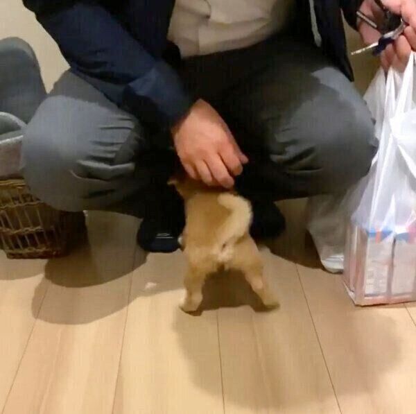 帰宅したパパさんを出迎えるたまちゃん