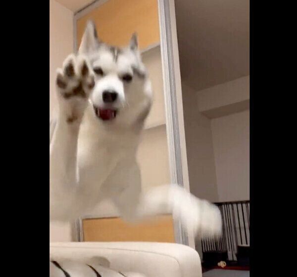 飛びつくじょんすのーくん