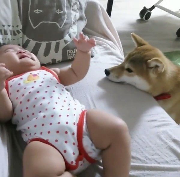 赤ちゃんと柴犬