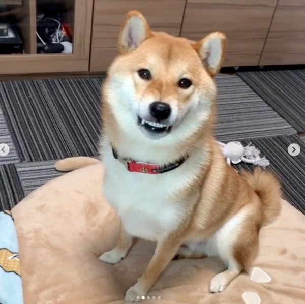 オコ顔になる柴犬