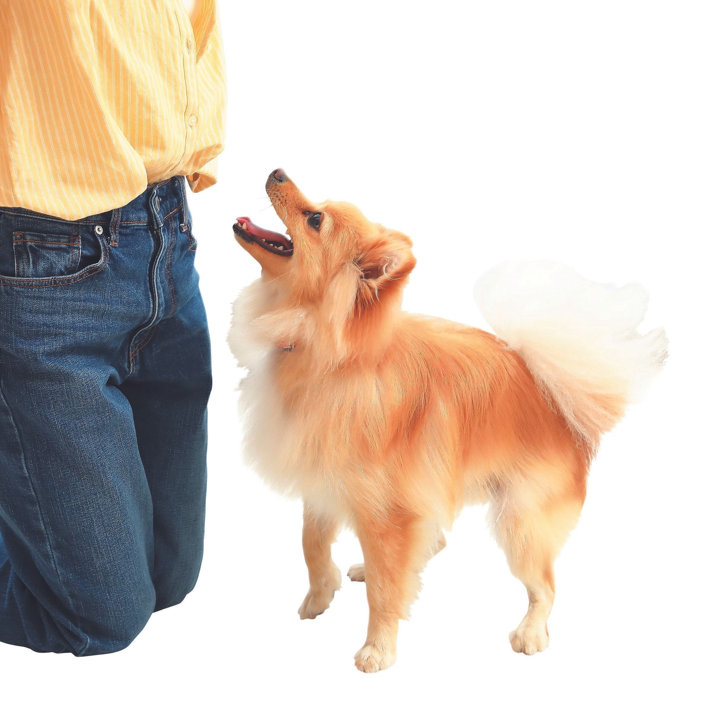 「噛んだら楽しい時間が終わる」とクールに伝えるのが有効