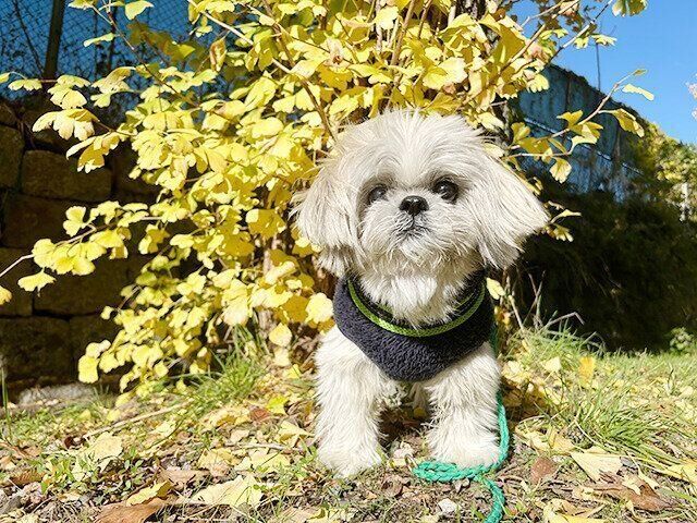 シーズー犬マンガてんぽshihtzu