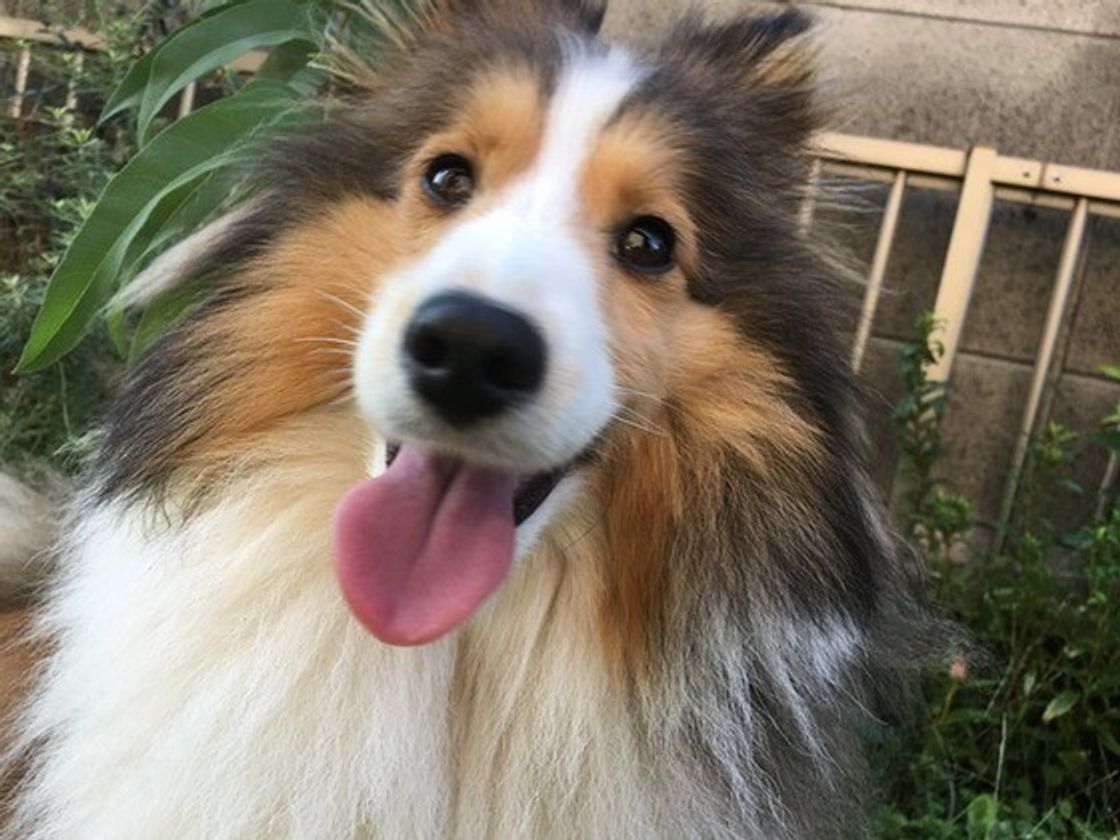 犬の世界も いじめ はあるの 多頭飼いで起こりうる原因や心身への影響 いぬのきもちweb Magazine 犬の世界も いじめ はあるの 多頭飼いで起こりうる原因や心身への影響 いぬのきもちweb Magazine