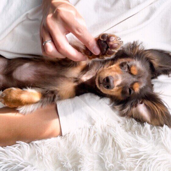 仰向けで寝ているカニーンヘン・ダックスフンド