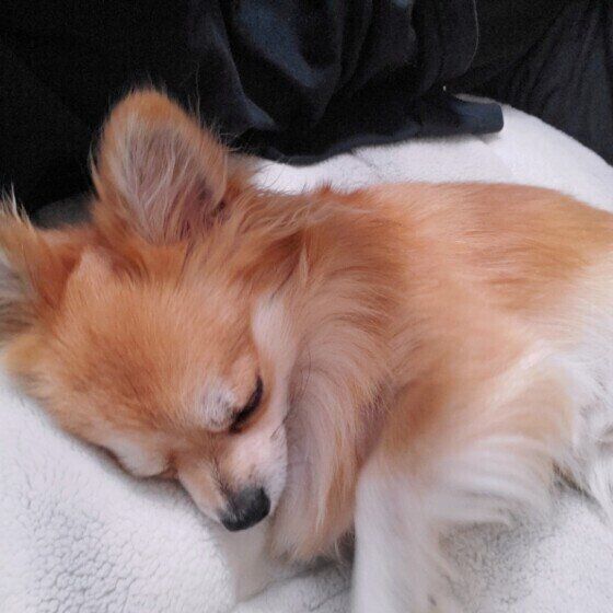 犬を「トントン」して寝かしつけることはできるの？ 愛犬をぐっすり眠らせる方法とは いぬのきもち