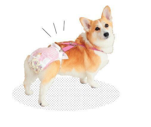 おむつを履くコーギー