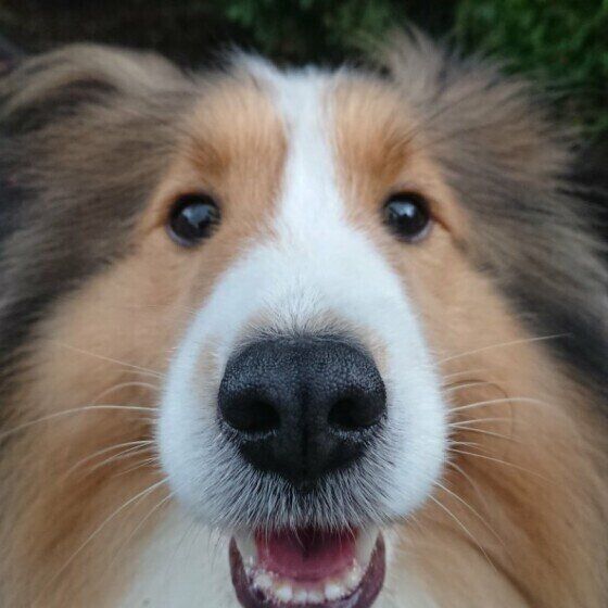 もし愛犬が認知症になったらどんな心構えが必要？犬の夜鳴き対処法 いぬのきもち