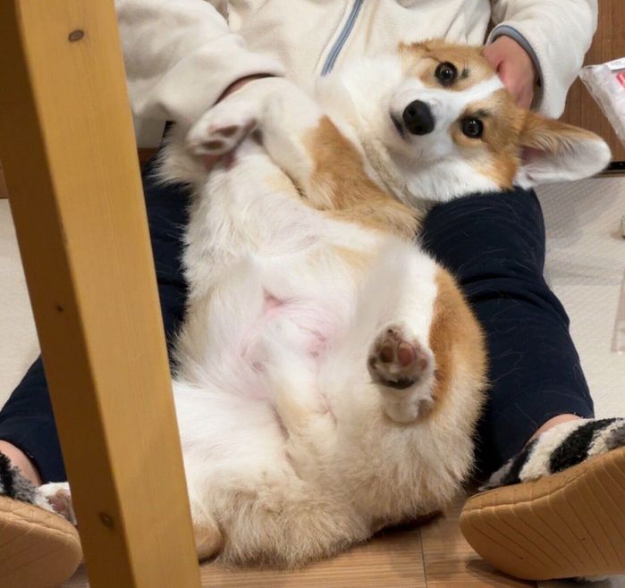 おなかを出すマックスくん
