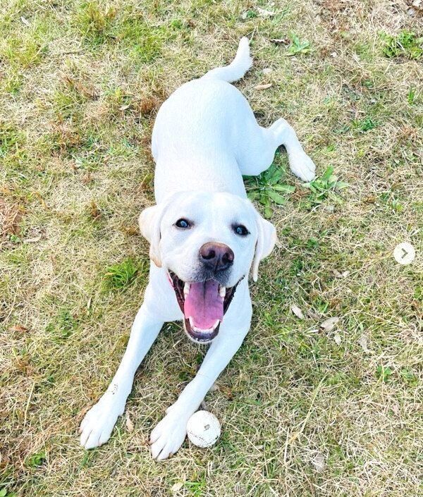 ドッグランで遊ぶイソくん