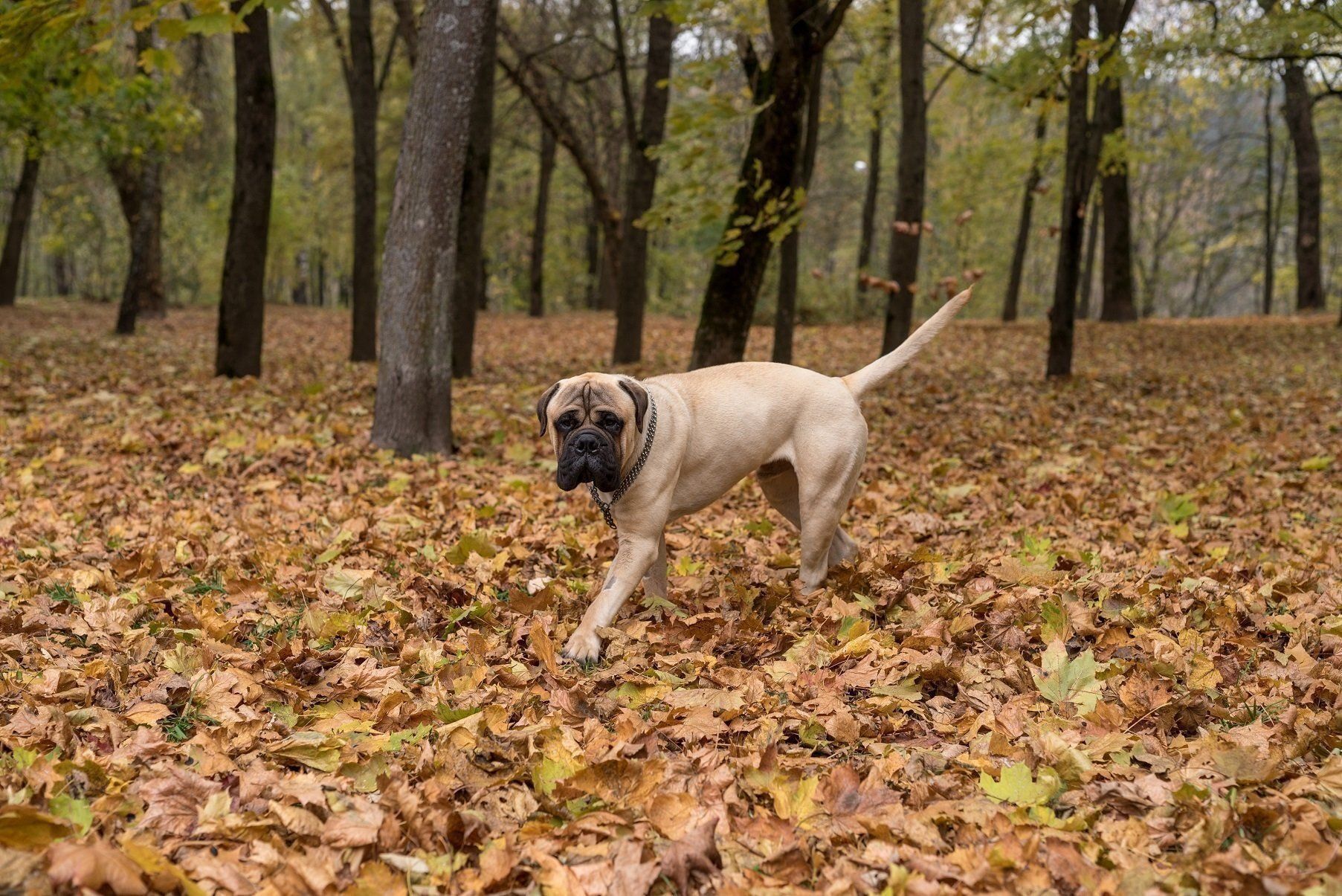 ブルマスティフ