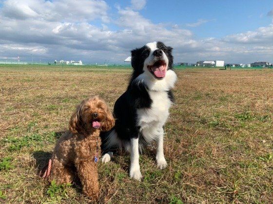 お散歩をする犬