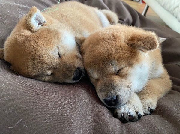 眠る桃亜くんとアキくん