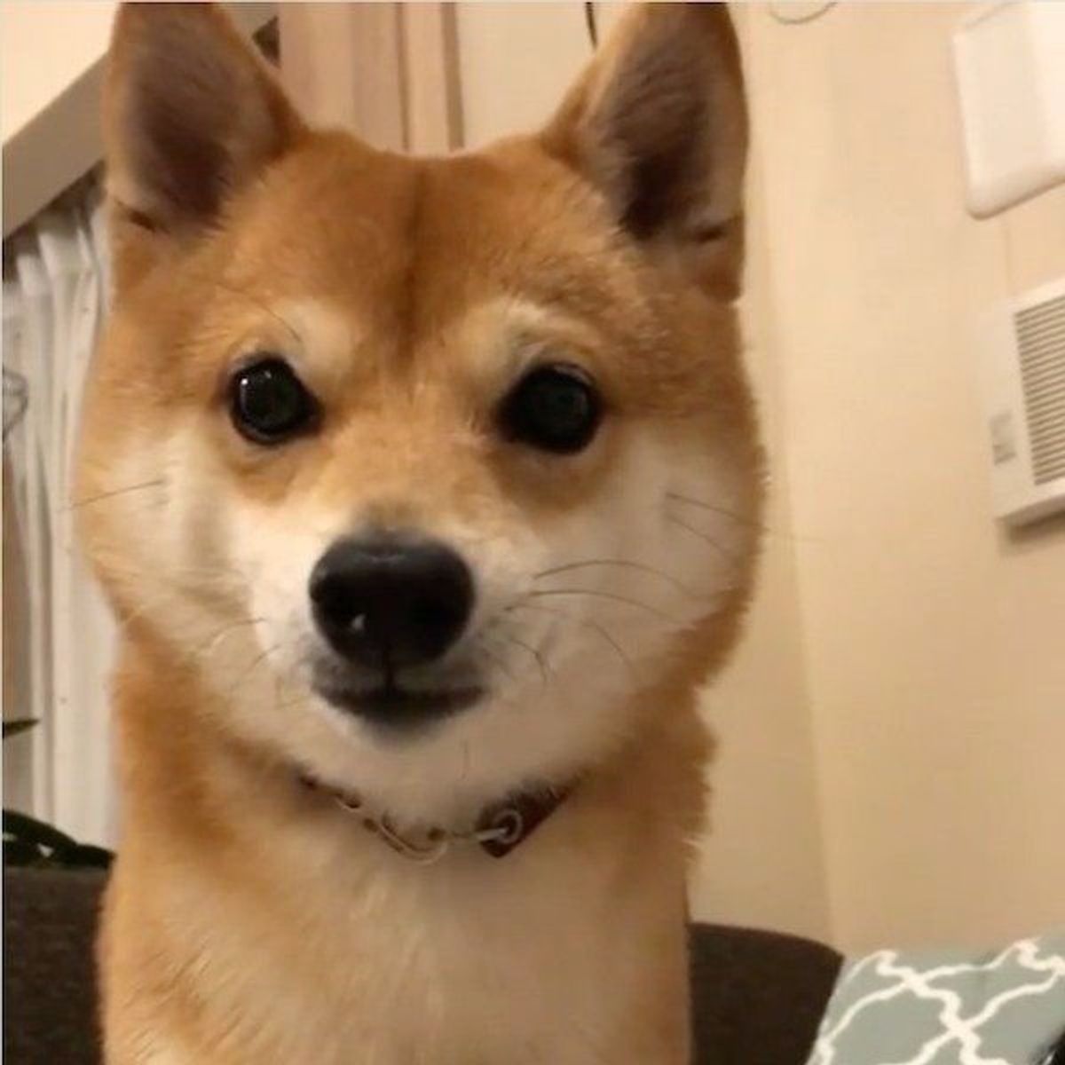 ゲームを楽しむパパにイラッ 豆柴の 邪魔かわいい 行動にキュン いぬのきもちweb Magazine ゲームを楽しむパパにイラッ 豆柴の 邪魔かわいい 行動にキュン いぬのきもちweb Magazine