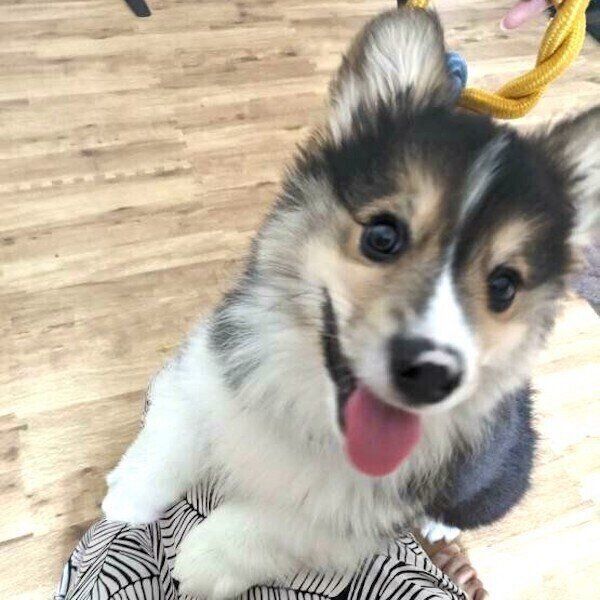 笑顔のはなまるくん