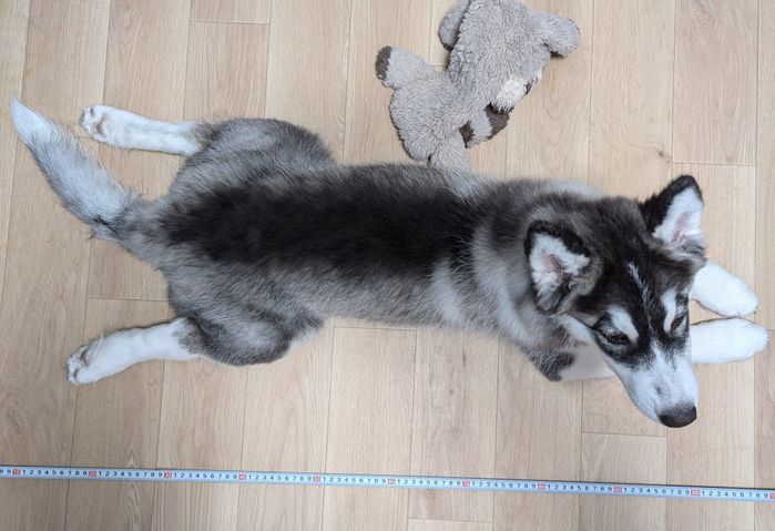 生後4カ月のころに撮影した爽くん