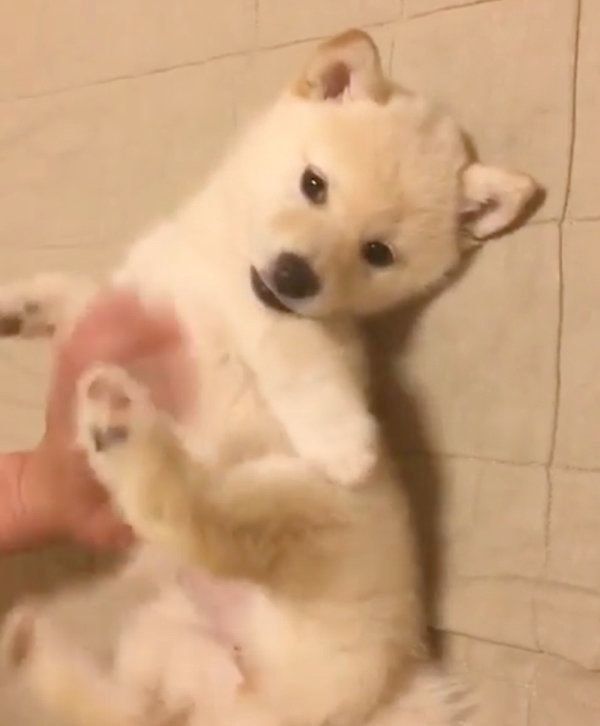 ナデナデしてもらう白柴