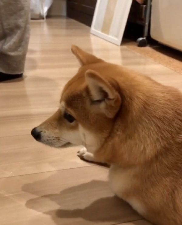 豆柴のにこちゃん