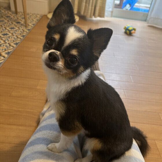 こちらを向くチワワ