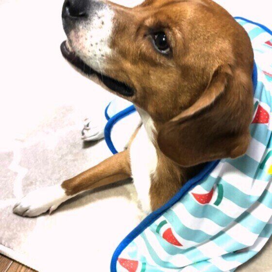 布をかぶる雑種犬