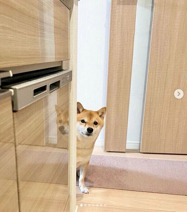 飼い主さんを見つめるおまめちゃん