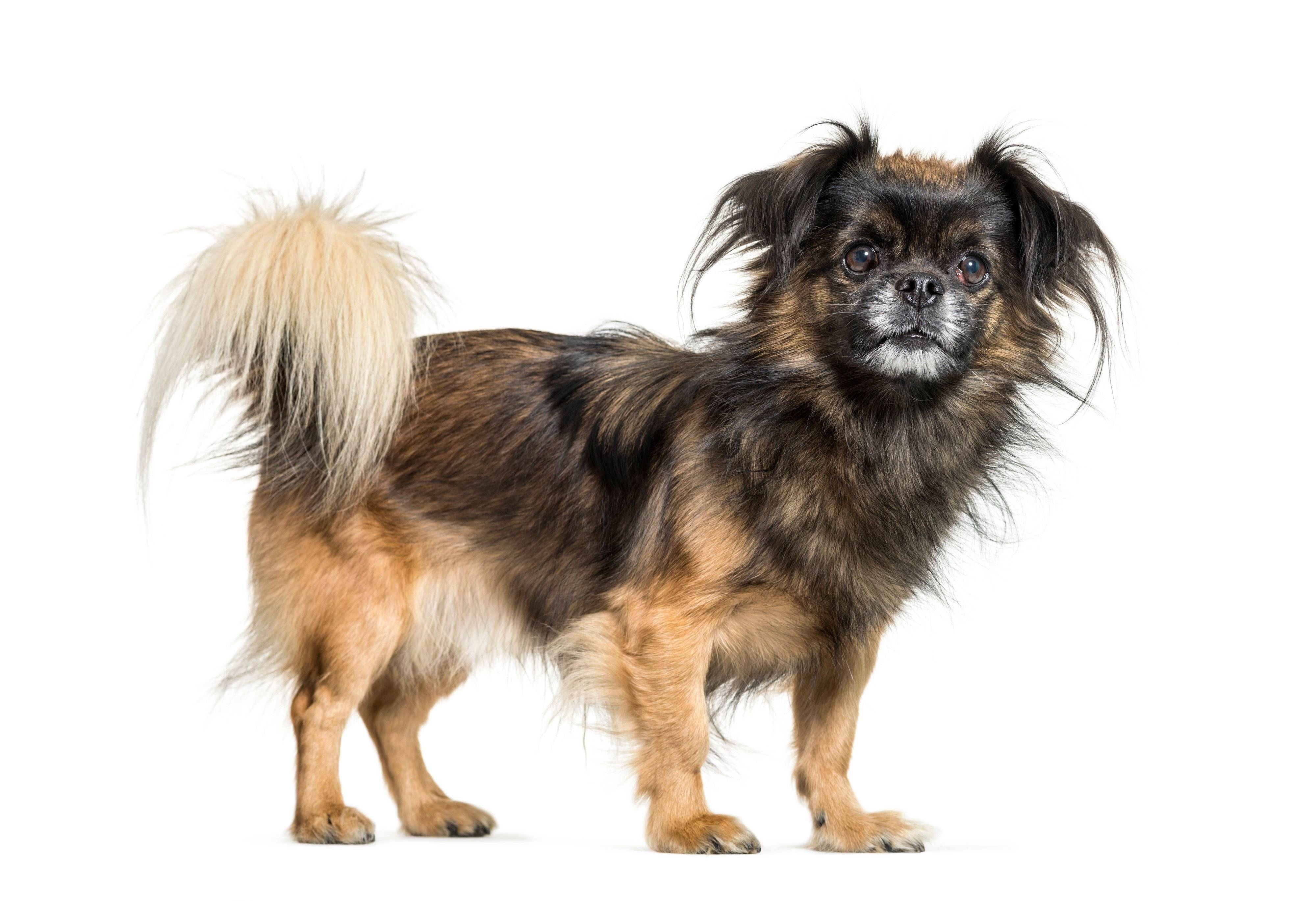 チベタン スパニエルの特徴と性格 飼い方 価格相場など 犬図鑑 いぬのきもちweb Magazine
