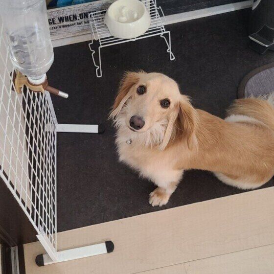 ミニチュア・ダックスフンドのきょうちゃんと水分補給