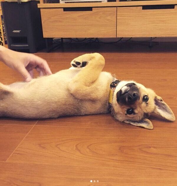 寝転がるあずきちゃん