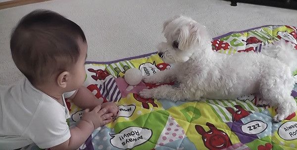 ボールがほしくて手を伸ばす赤ちゃん いつもは唸るワンコの反応は いぬのきもちweb Magazine