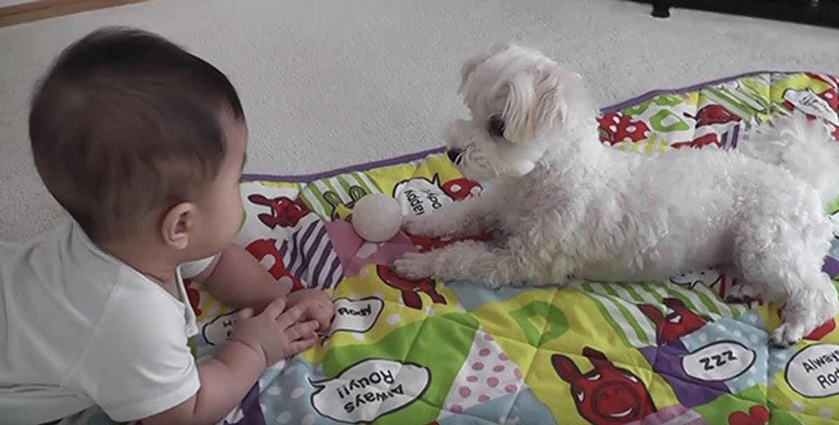 ボールがほしくて手を伸ばす赤ちゃん いつもは唸るワンコの反応は いぬのきもちweb Magazine ボールがほしくて手を伸ばす赤ちゃん いつもは唸るワンコの反応は いぬのきもちweb Magazine