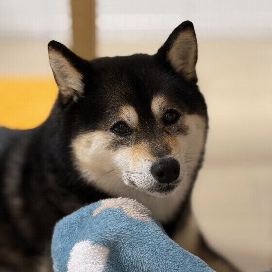 ふんわり微笑む柴犬