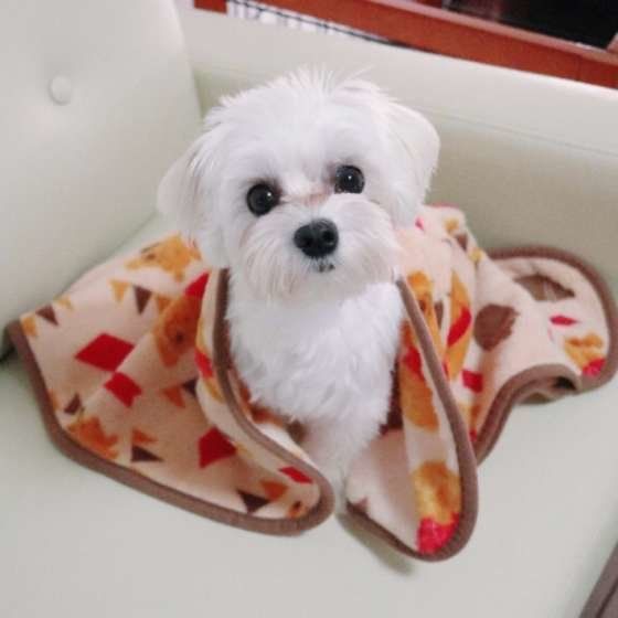 犬の平熱は何度 体温の測り方や発熱時の対応をご紹介 いぬのきもちweb Magazine