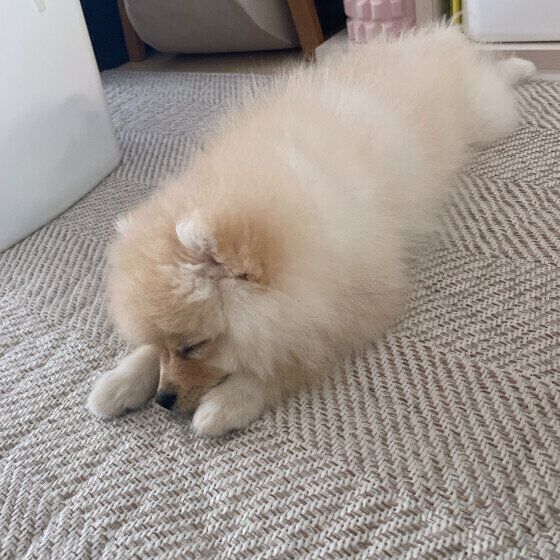 いとちゃん（ポメラニアン）